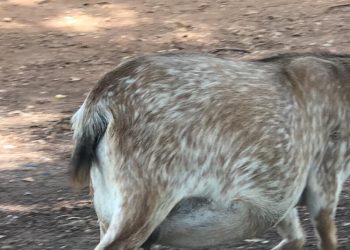 Nkwanta South: 23-year-old arrested for allegedly having sex with a goat