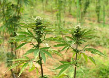 Supreme Court affirms decision to strike out law on marijuana cultivation in Ghana