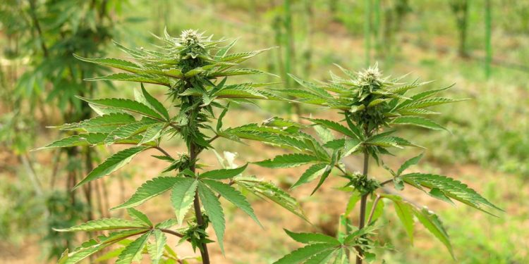 supreme court affirms decision to strike out law on marijuana cultivation in ghana