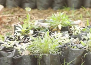 Teacher combines mathematical knowledge and passion to protect urban forest for generations