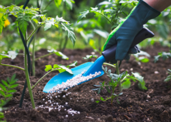 Thoroughly audit subsidies under Planting for Food and Jobs; success of programme is untrue – Chamber of Fertiliser Ghana