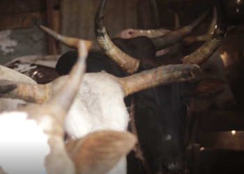 Young bull farmers earn big by raising cattle on a small plot of land