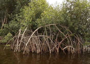 Africa’s first petroleum hub: Ekuba’s anxiety and PHDC’s assurance!