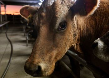 Anthrax outbreak: Authorities extend ban one-month ban on animal movement in Upper East Movement