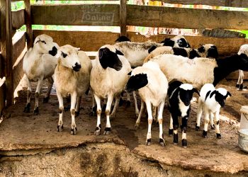 Anthrax outbreak: One-month ban placed on movement of ruminants in Upper East Region