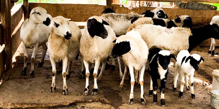 anthrax outbreak one month ban placed on movement of ruminants in upper east region