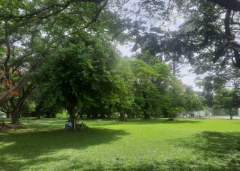 As Ghanaians take climate action in planting 10million trees in a day