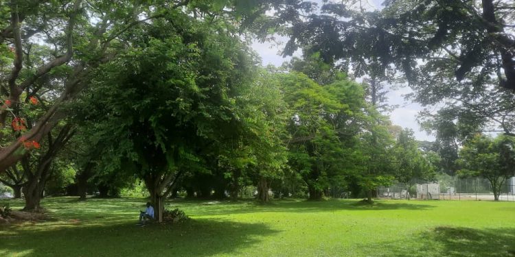 as ghanaians take climate action in planting 10million trees in a day
