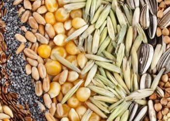 Government must work closely with seed traders in Ghana – NASTAG