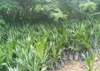 Green Ghana Day: Ghanaians urged to replace lost trees this year