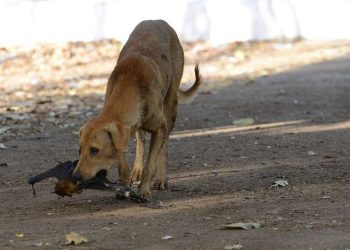 Rabid dog attacks 8 children at Awutu Senya, kills one