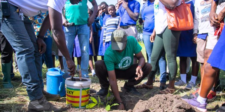 sdgs advisory unit partners with forestry commission to plant 1000 seedlings