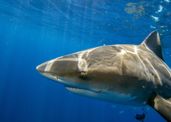 Tourists watch Russian man get devoured by shark on Egypt beach