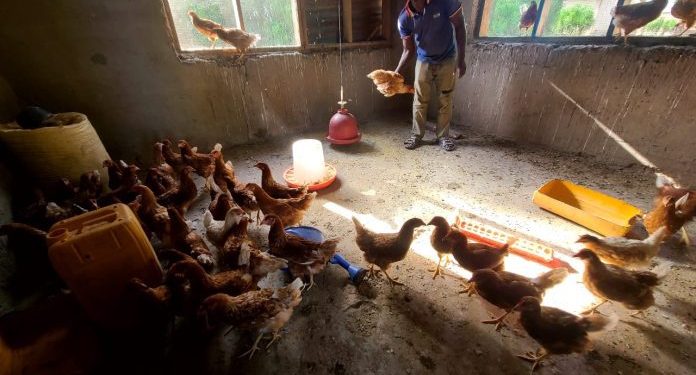 tudridep support out of school youth with poultry birds and rabbits