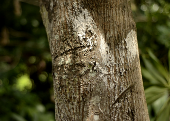 World Environment Day: Ghana’s road medians turned spaces for garbage and weedy sand mounds