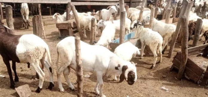 Nkwanta South Sanitation Unit to start arresting stray animals 1 nkwanta south sanitation unit to start arresting stray animals