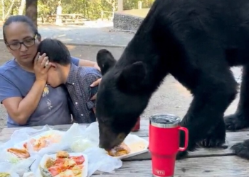 Bear gatecrashes picnic leaving onlookers frozen in Mexico