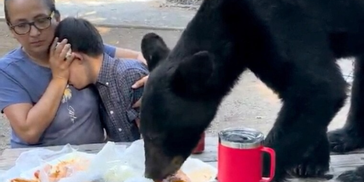 Bear gatecrashes picnic leaving onlookers frozen in Mexico 1 bear gatecrashes picnic leaving onlookers frozen in mexico
