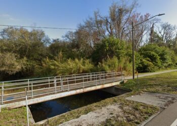 Florida: 13ft alligator killed after it was spotted with human remains in its mouth