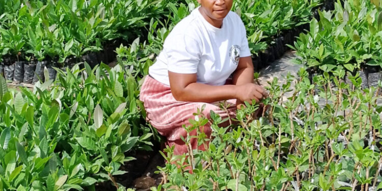 ghanaian youth encouraged to get interested in farming