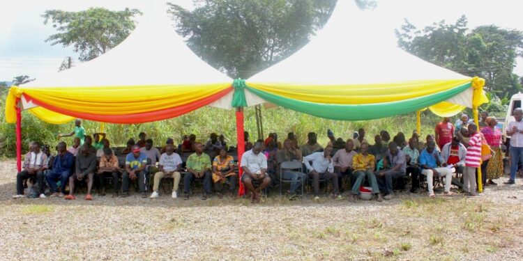 over 350 farmers receive 53000 tree crop seedlings in sekyere kumawu district