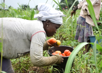 Tomato farmers at Ziope, V/R grapple with post-harvest losses