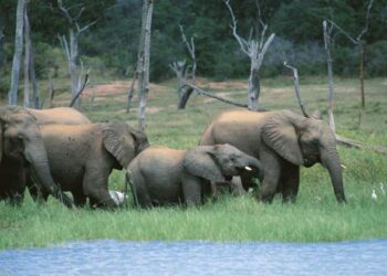 Two elephants gunned down at Tuluwe, meat allegedly shared among households