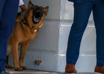 US President’s dog bites another Secret Service agent
