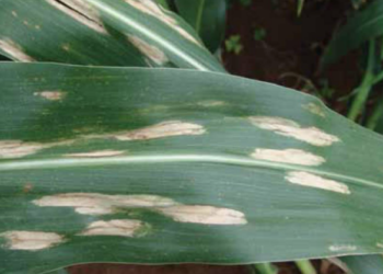 AI in Agric: Scientists at RAIL-KNUST create datasets on African crop diseases