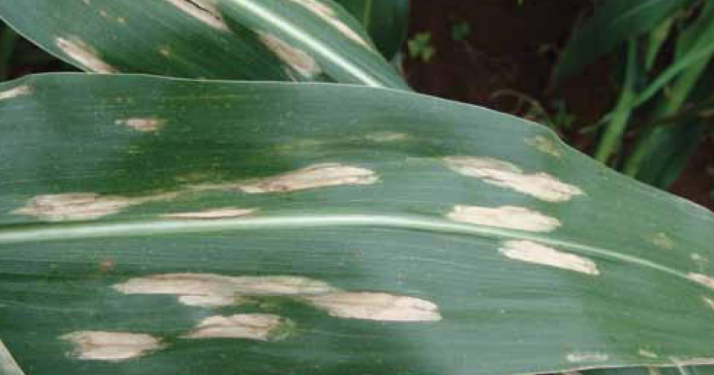 ai in agric scientists at rail knust create datasets on african crop diseases