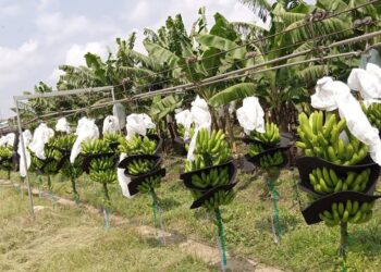 Akosombo Dam Spillage: Golden Exotic Limited loses half a million dollars 