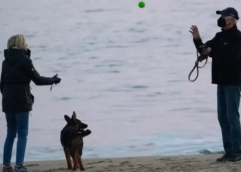 Bidens’ dog, Commander involved in more White House biting incidents than previously reported