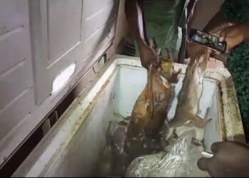 Chop bar operators angry after wildlife officers seize bush meat