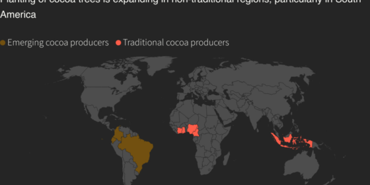 farmers plant more cocoa outside africa as prices rally