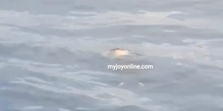 lifeless male body discovered floating on volta lake at asutuare