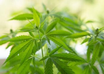 Over 60 Jamaican school kids hospitalised after eating cannabis rainbow candy