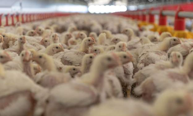 south africa rations eggs amid bird flu outbreak