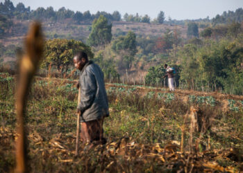 Tanzania: African Development Bank supports small horticultural businesses with $2.5 million grant