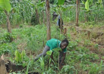 The world is 21% off track to eliminate deforestation by 2030 – New report