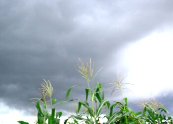 Weathering the storm of skepticism