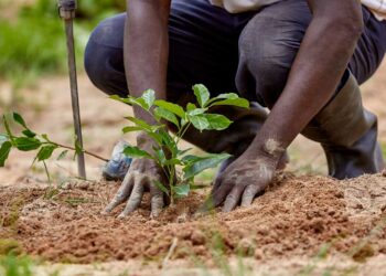 Why planting and growing trees matters for climate, people and biodiversity