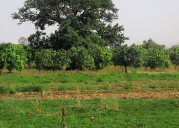 Don’t cut down trees on farmlands – Union advises farmers 