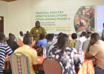 Experts commence trial for adoption of tropically adapted dual-purpose chickens