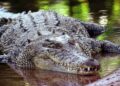 Farmer survives crocodile attack by biting back