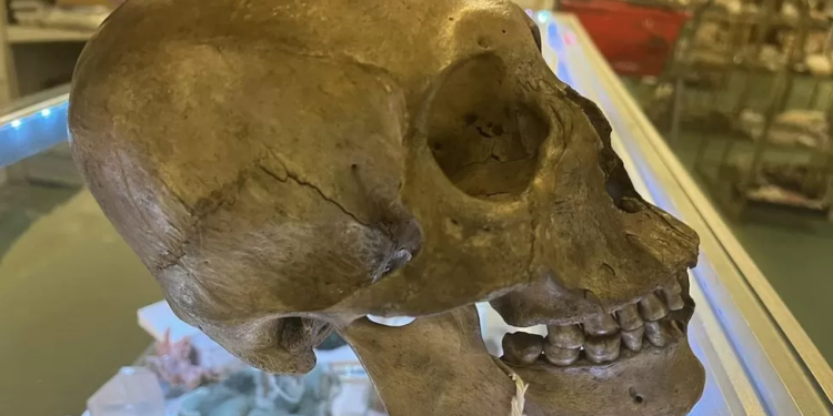 human skull found in florida charity shop halloween section