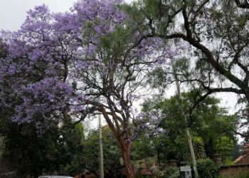 Kenya declares a public holiday for national campaign to plant 15 billion trees