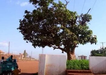 Okomfo Anokye’s historic cola tree felled by unknown persons in Feyiase 