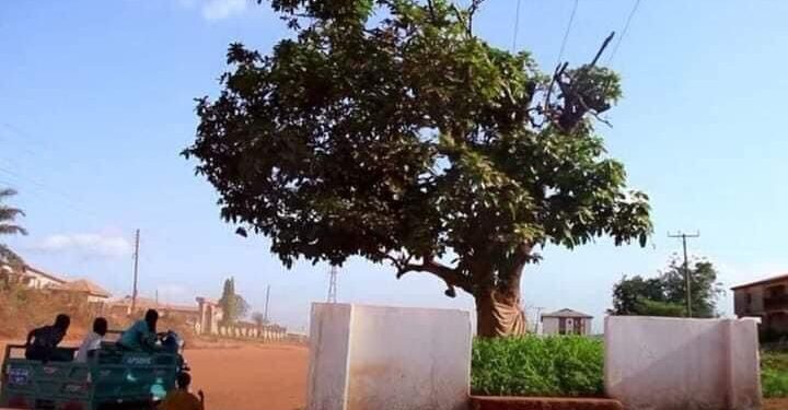 okomfo anokyes historic cola tree felled by unknown persons in feyiase
