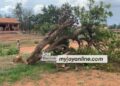 One person arrested in connection with felling of historic Okomfo Anokye cola tree