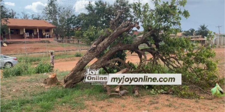 one person arrested in connection with felling of historic okomfo anokye cola tree